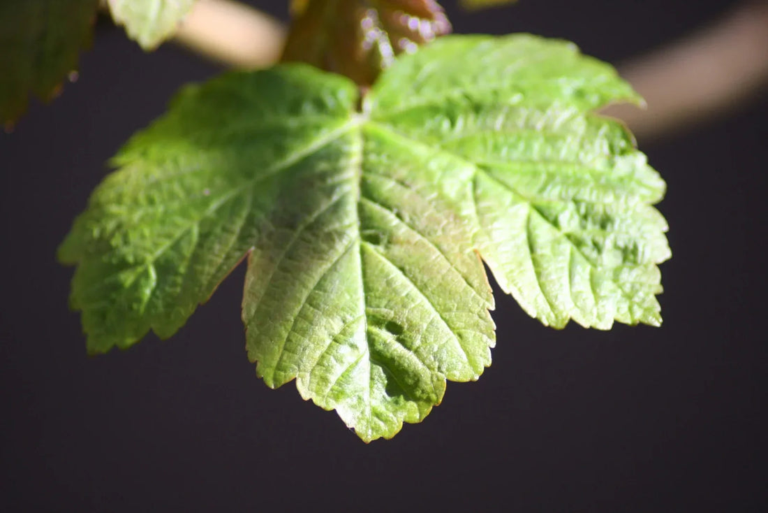 How Long Do Grapes Take to Grow?