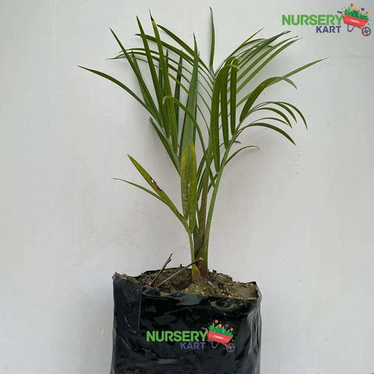 Air Purifying Indoor Plants for Oxygen