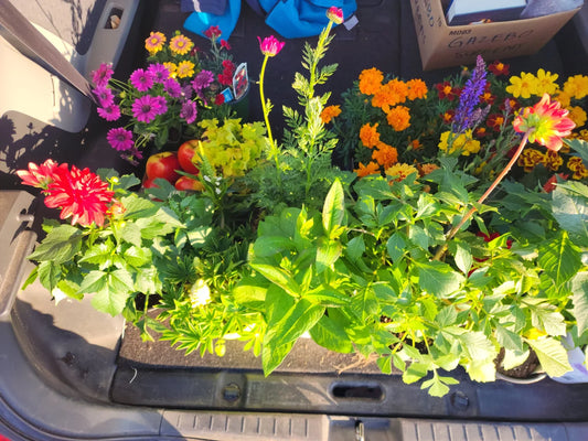 The Ultimate Guide to Bedding Plants: Transform Your Garden with Nursery Kart