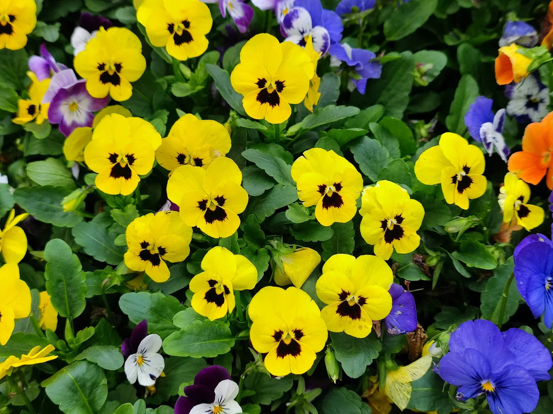 The Colorful World of Pansies: A Comprehensive Guide