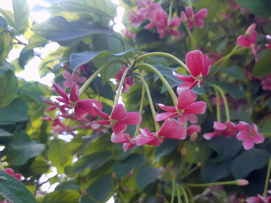 The Beauty and Benefits of Annual Flowers