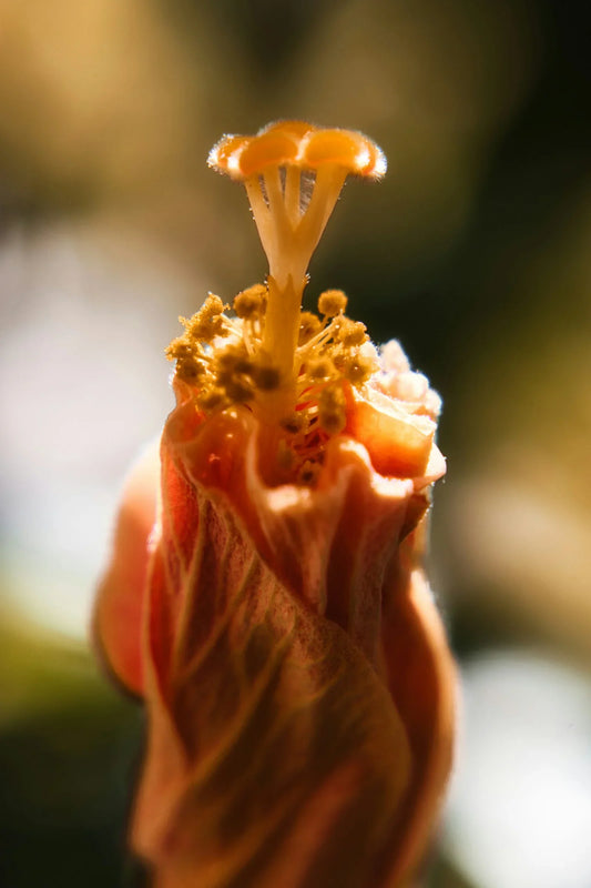 The Hibiscus Plant: A Guide to Care, Germination, and Sowing