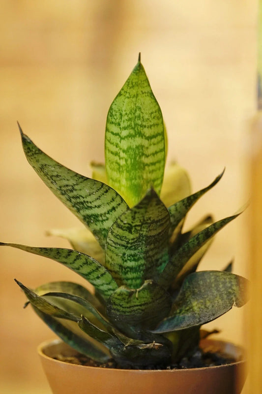 Can Snake Plants Live Outside? Exploring the Outdoor Potential of Sansevieria