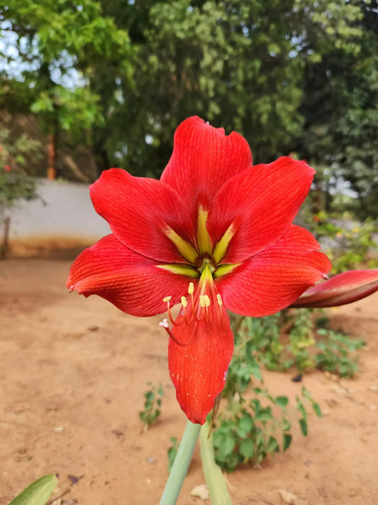 Exploring the Five Types of Plants