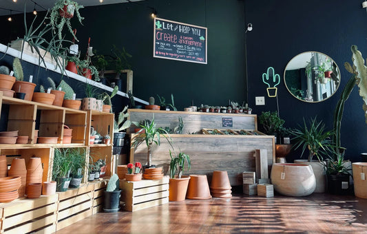 A Comprehensive Guide to Nursery Plants: Enhancing Your Green Space