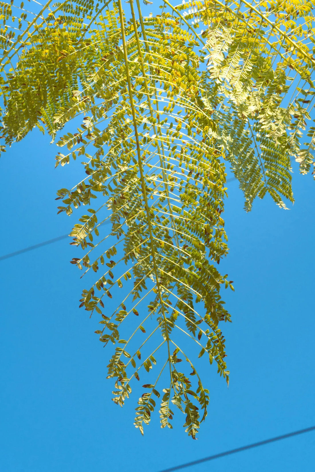 Strategies to Increase Plant Resistance to Diseases