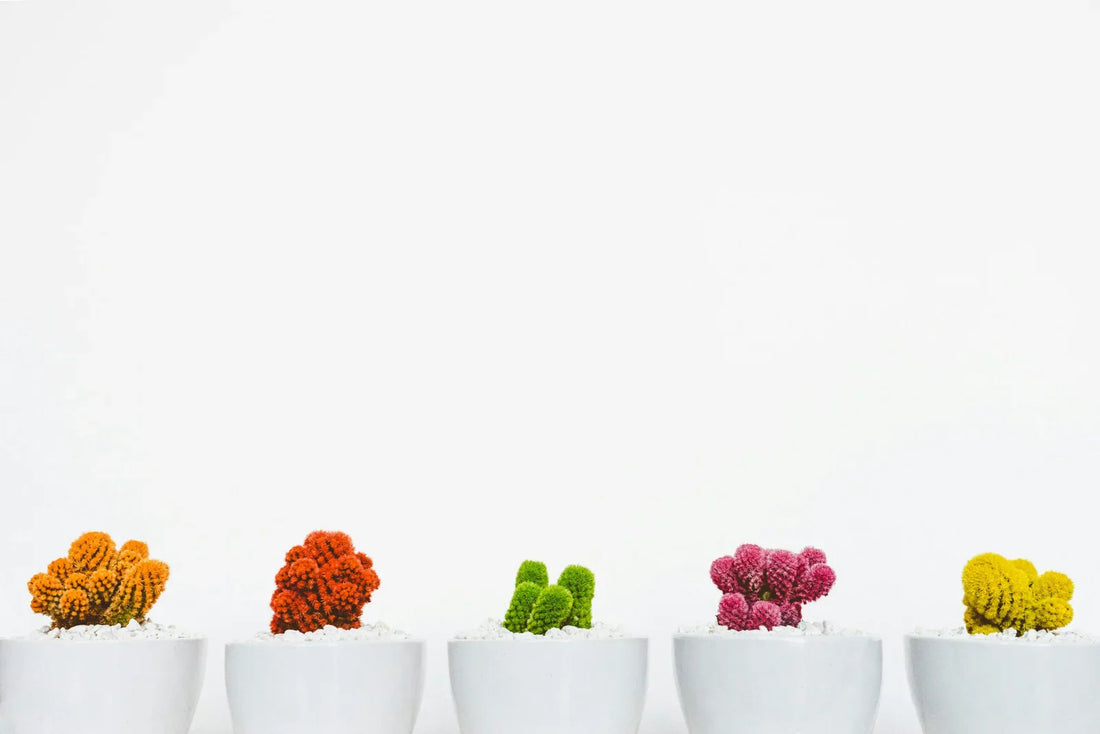 The Fascinating World of Cactus Plants: A Guide to Succulent Beauty