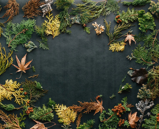 Acorn Nursery Plants: A Guide to Growing Beautiful Gardens