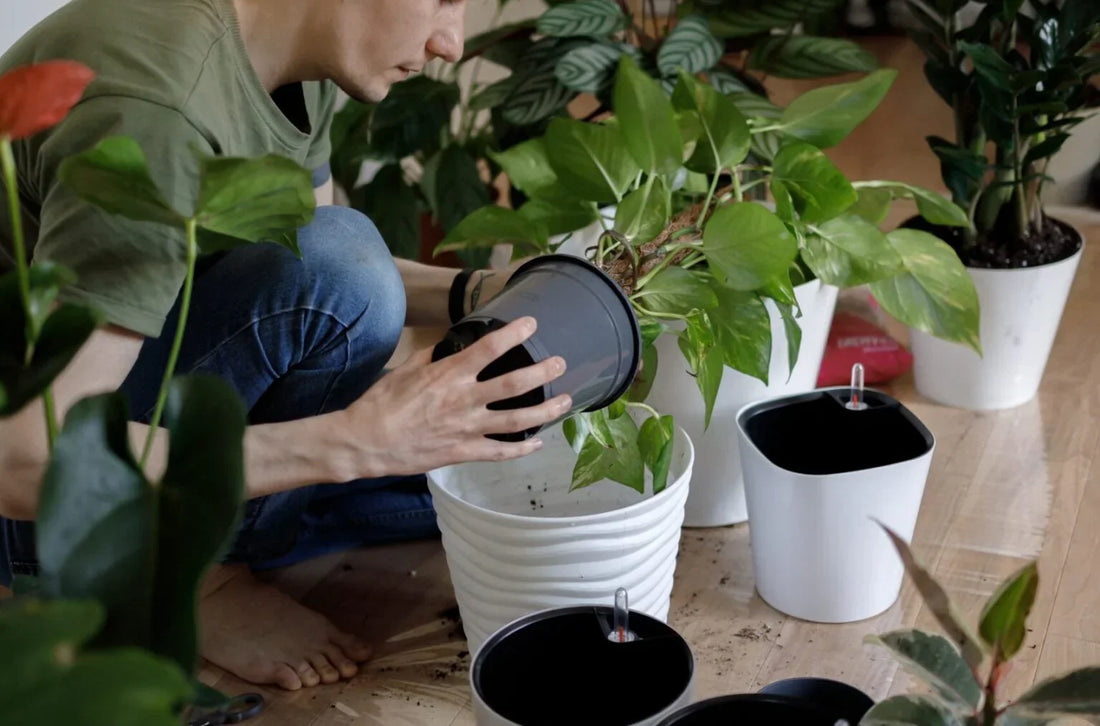 The Surprising Benefits of Banana Water for Plants