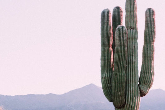 Exploring the Beauty and Resilience of Desert Plants