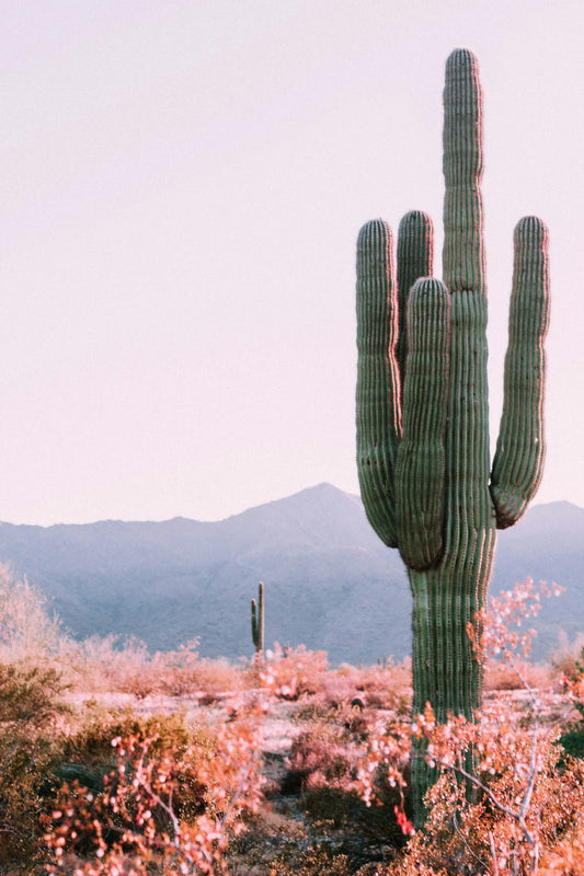 Exploring the Beauty and Resilience of Desert Plants