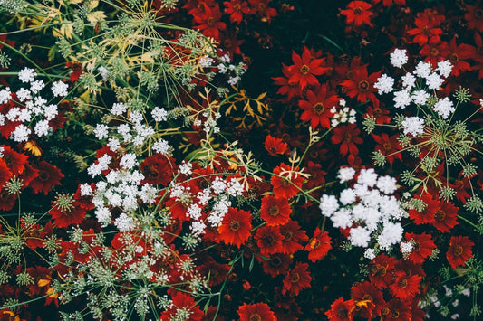 The Best Plants for Christmas: Bringing Holiday Cheer into Your Home