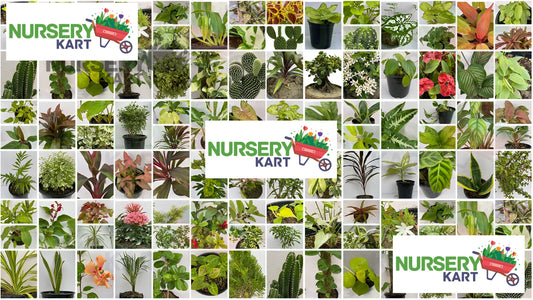 Discover Affordable Online Plants Near Me at Nursery Kart!