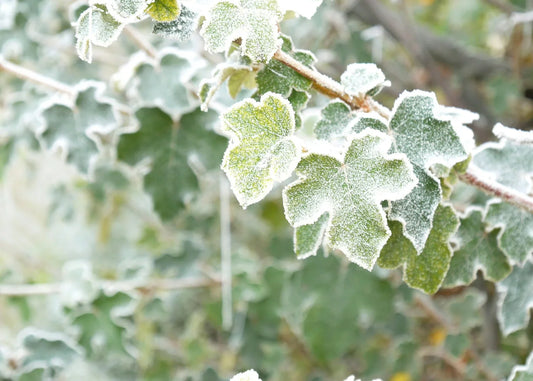 Winter Plants That Bring Good Luck: A Guide to Fortune and Prosperity