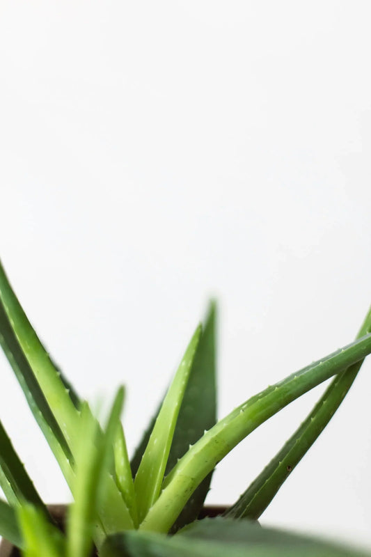 Can Aloe Plants Thrive Outdoors? Exploring the Ideal Conditions for Aloe Vera Growth