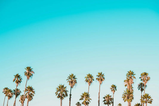 The Art of Palm Tree Growth: A Guide to Cultivating Lush Greenery