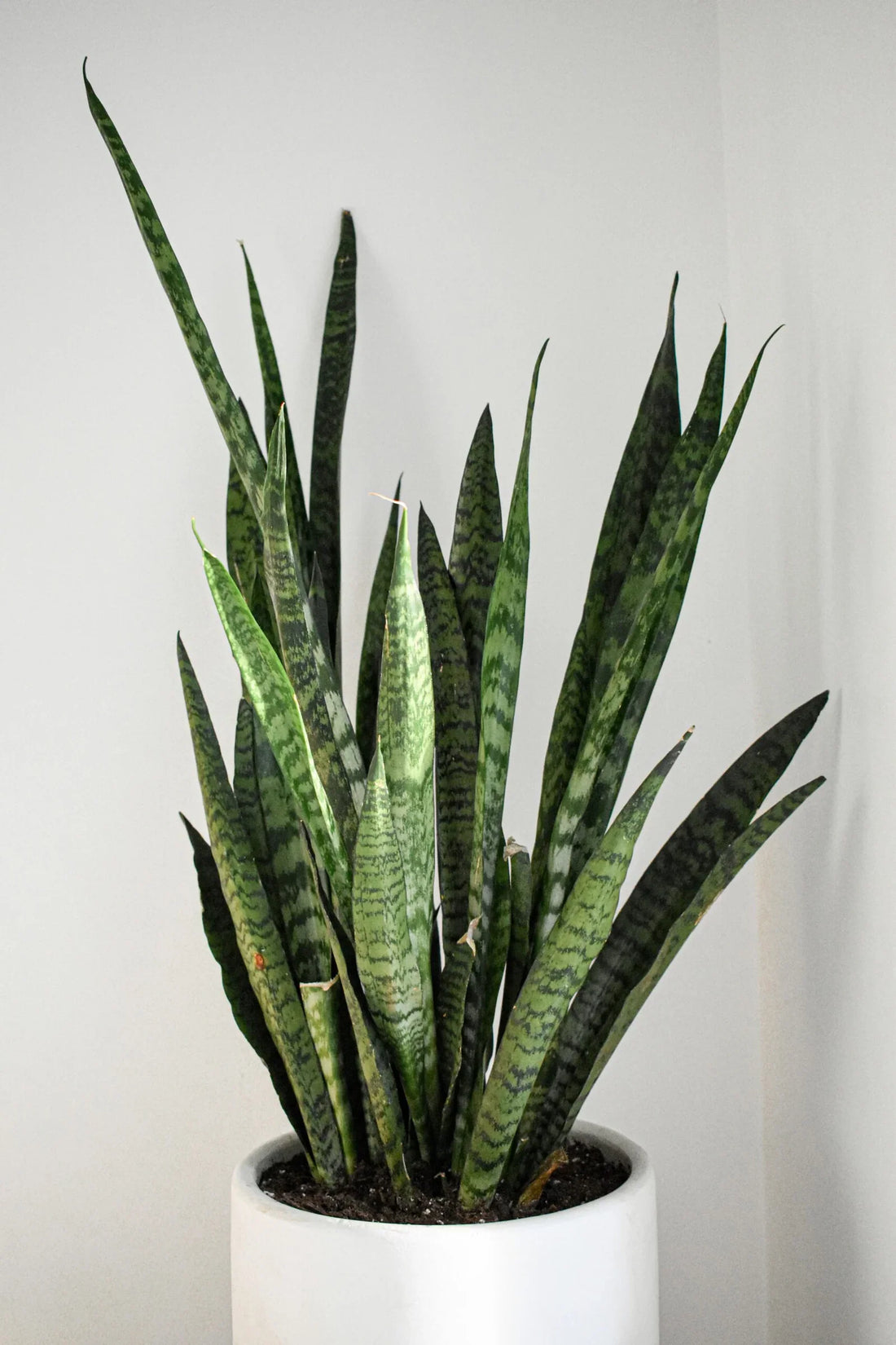Winter Care Guide for Snake Plant