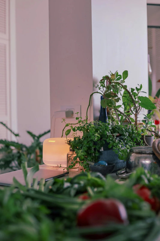 Top 10 Air-Purifying Plants for Your Home