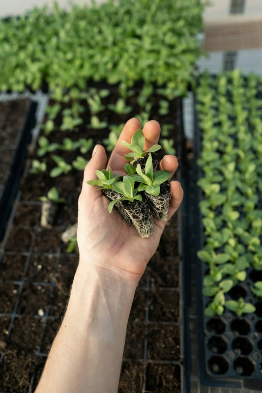 How to Grow Plants Without Soil: A Comprehensive Guide to Hydroponics
