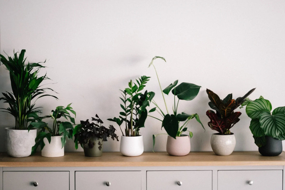 Best Indoor Plants for Clean Air: Enhance Your Home Environment