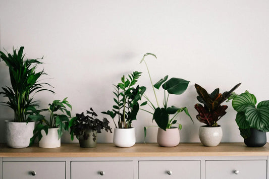 The Best Office Plants for a Productive Workspace