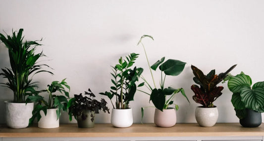 Indoor Lucky Vastu Plants: Enhancing Positive Energy in Your Home