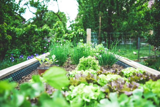 The Ultimate Guide to Starting a Home Garden from Scratch