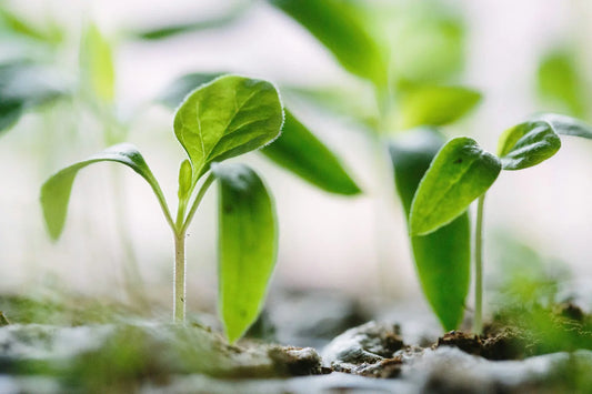 How to Make Plants Grow Faster: A Complete Guide