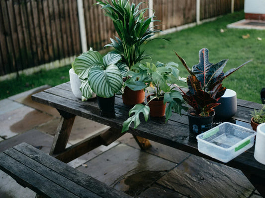 How to Keep Your Plants Healthy All Year Round