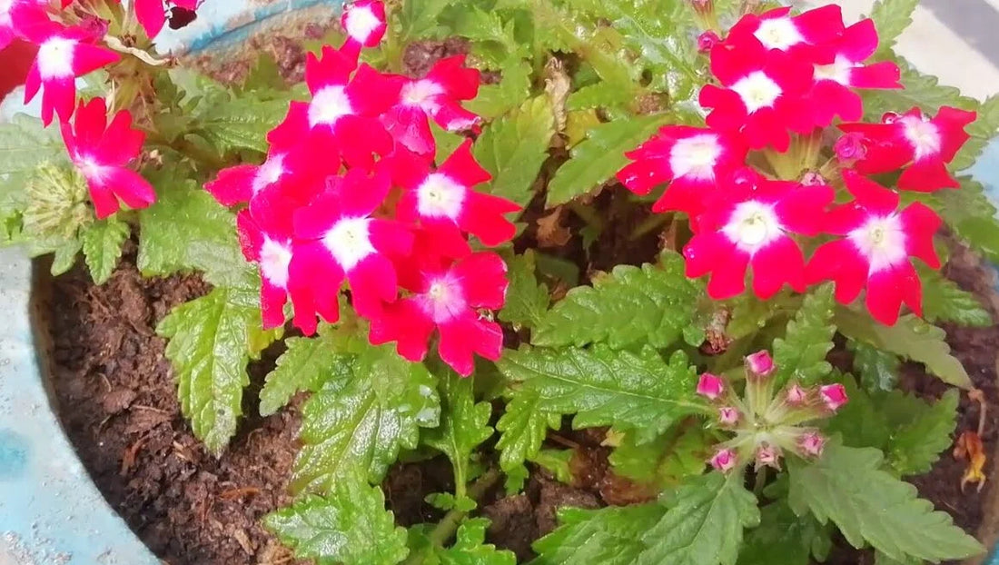 All You Need to Know About the Barbina Flower Plant