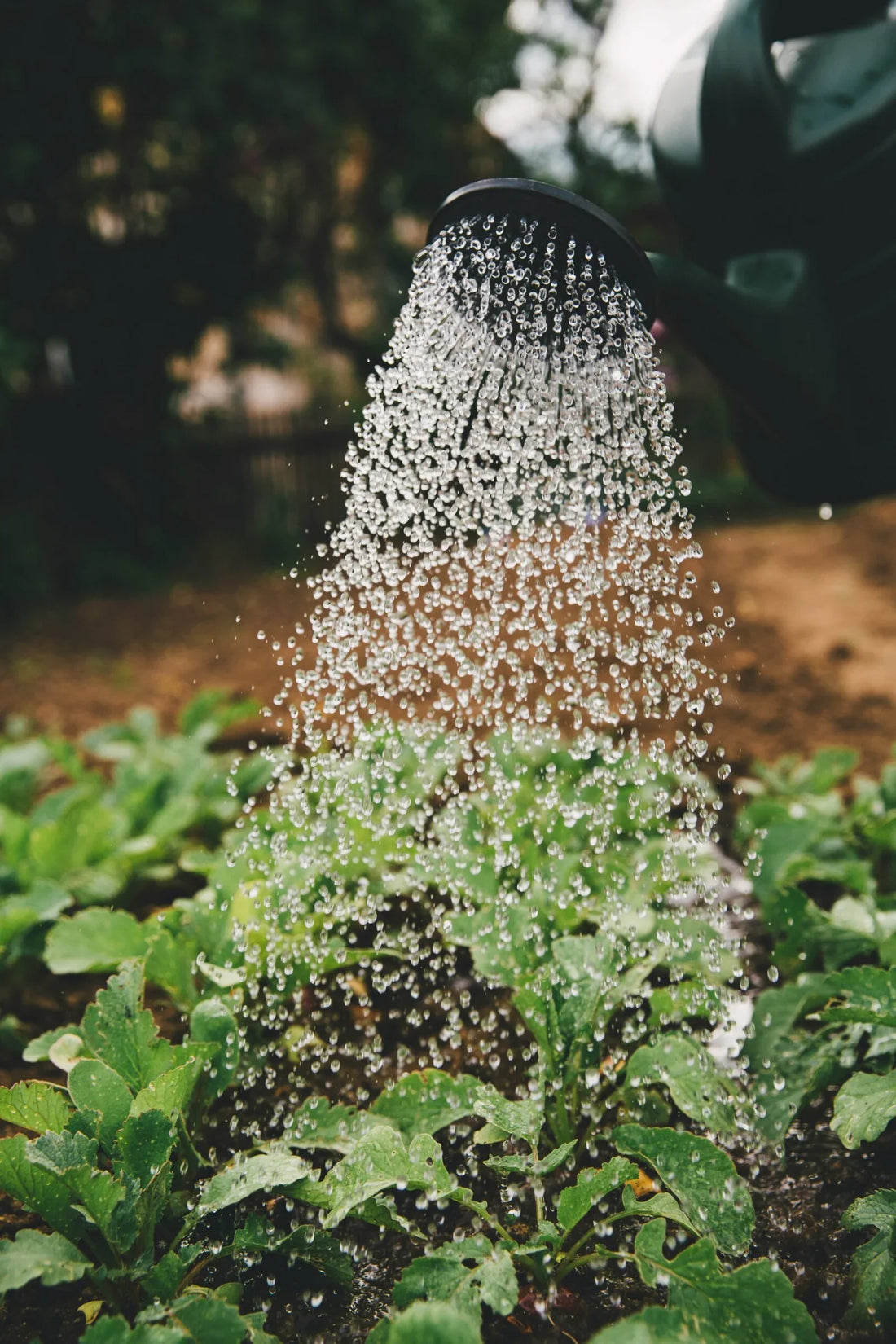 Understanding Seasonal Plants and Their Importance in Gardening