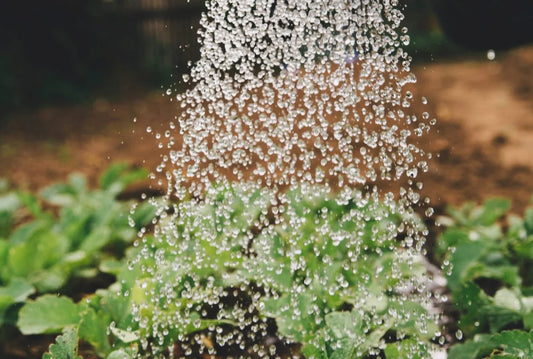 Bonnie Plants: A Guide to Thriving Gardens and Online Plant Shopping