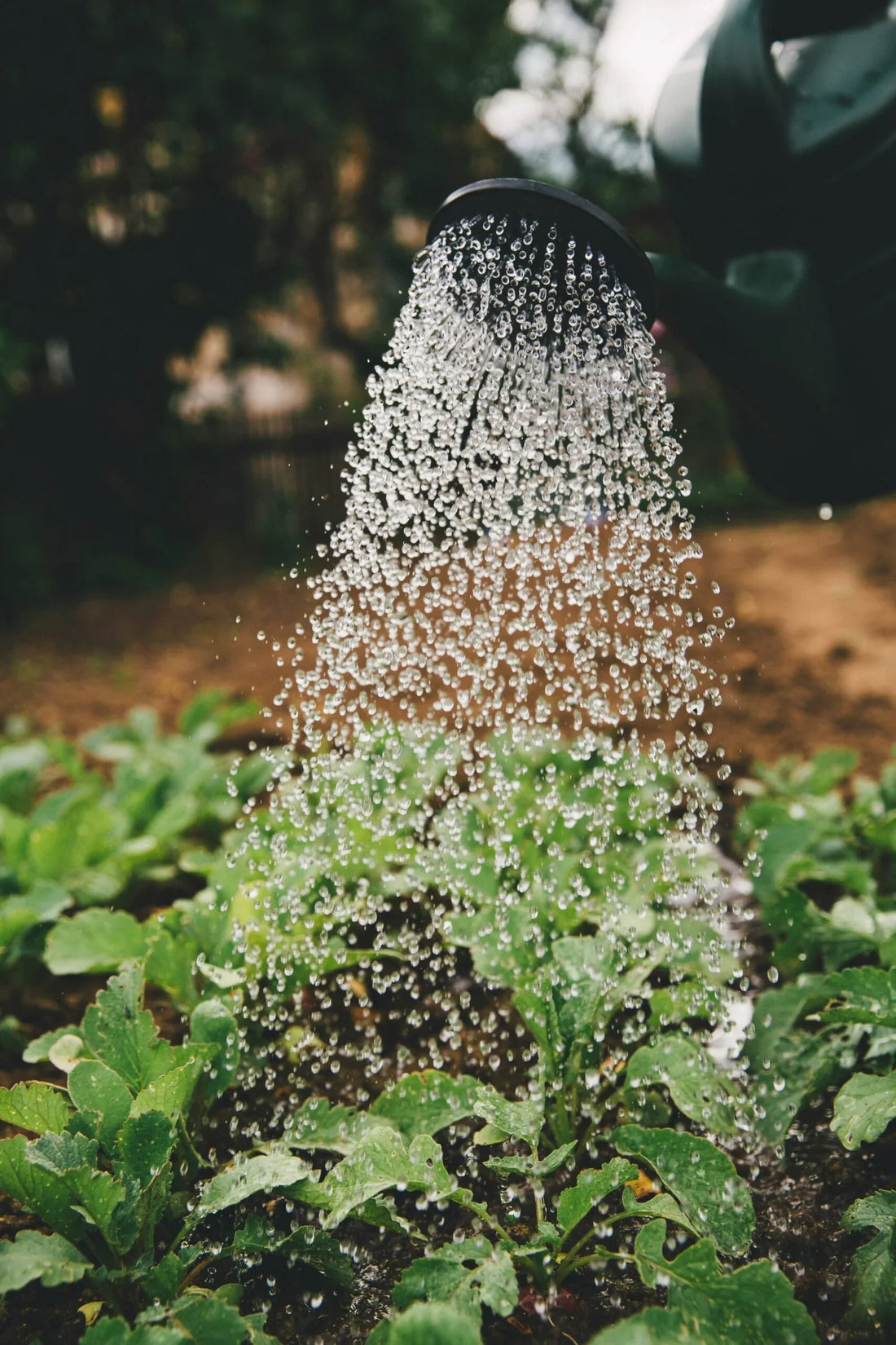 The Ultimate Plant Watering Guide: How Often Should You Water Your Plants?