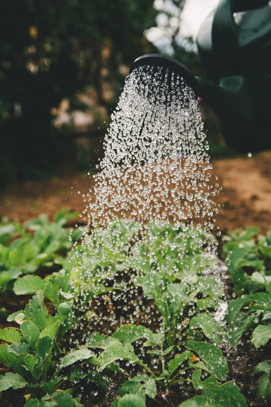 The Ultimate Plant Watering Guide: How Often Should You Water Your Plants?