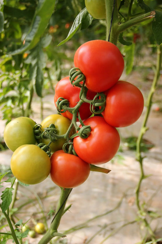 Can You Prune Tomato Plants? A Guide to Cultivating Healthy and Productive Tomatoes
