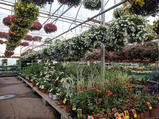 Top 10 Flowers That Bloom All Year Long