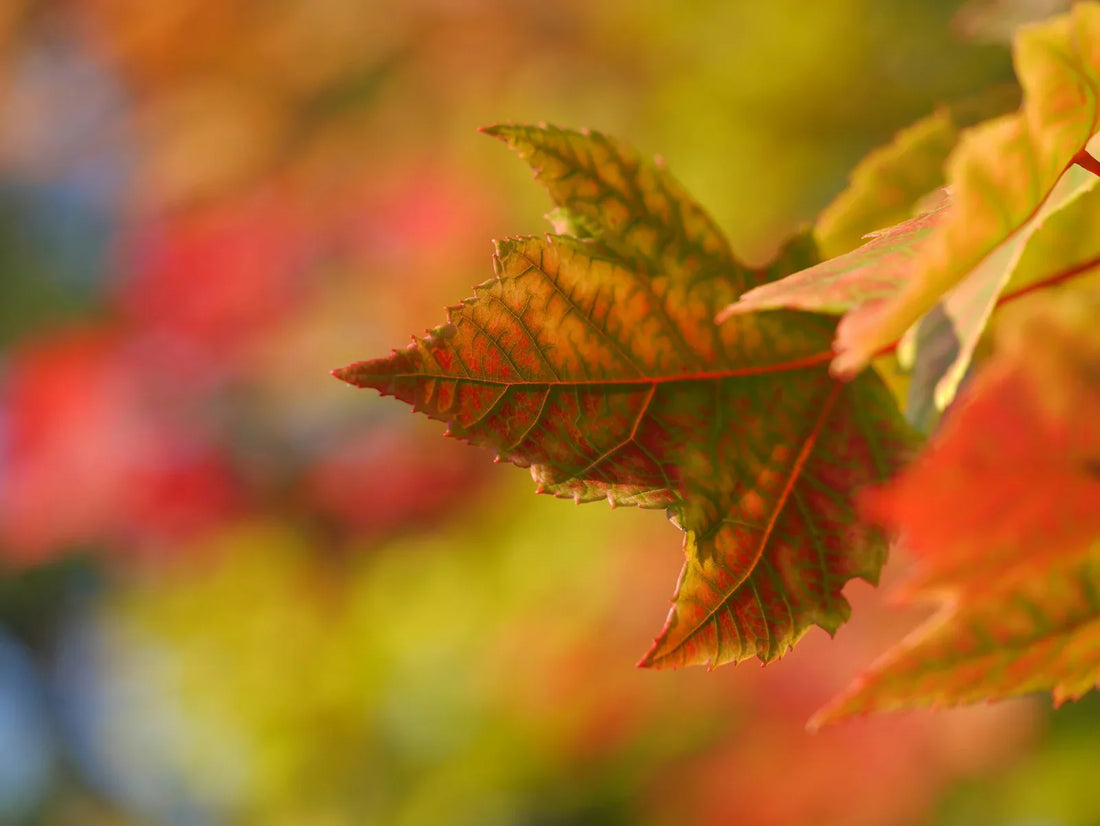 Fall Season Plants: A Guide to Enhancing Your Garden’s Autumn Beauty