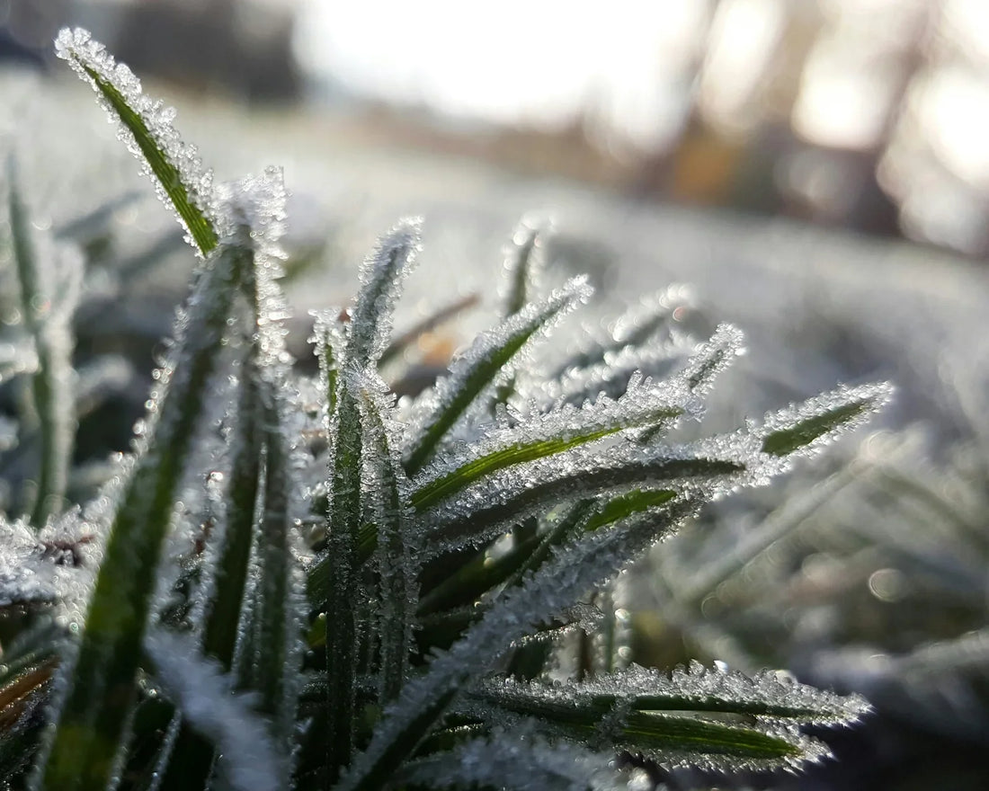 The Ultimate Guide to Winter Lawn Care: Tips for a Lush Green Yard