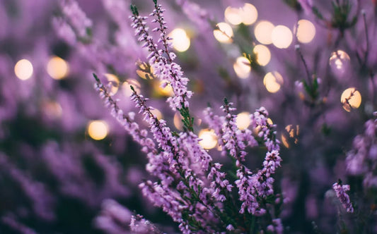 The Delightful Lavender Plant: Benefits, Care, and Growing Tips