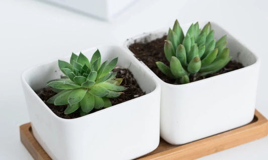 The Beauty and Benefits of Succulent Plants