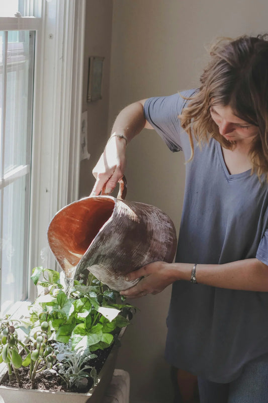 Why Are My Houseplants Dying? 5 Common Problems and Solutions
