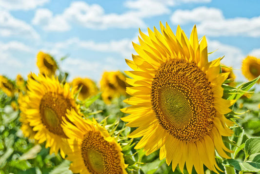 Unveiling the Splendor of Sunflowers