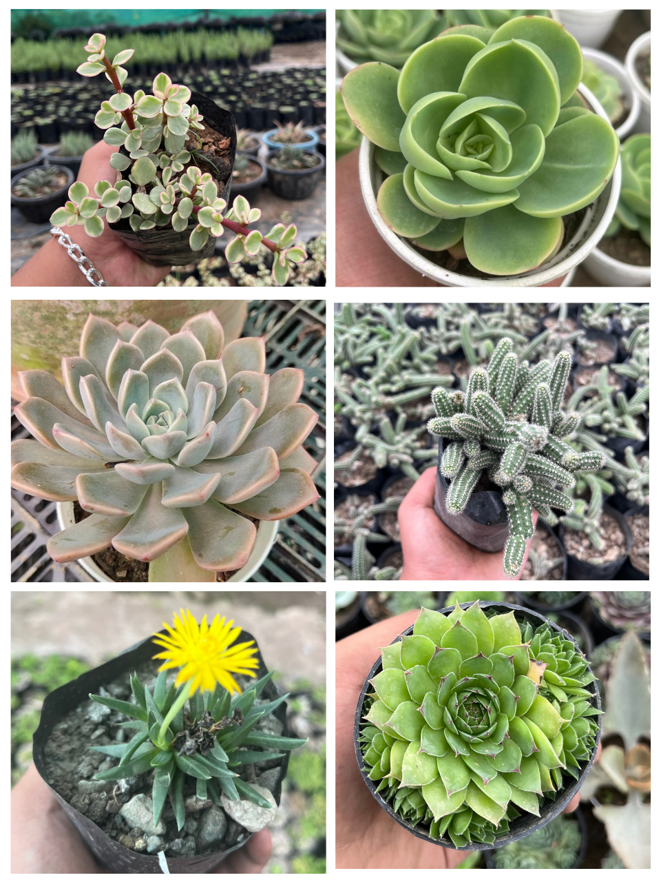 Pack of 6 - Exotic Succulent Unique & Stunning Varieties