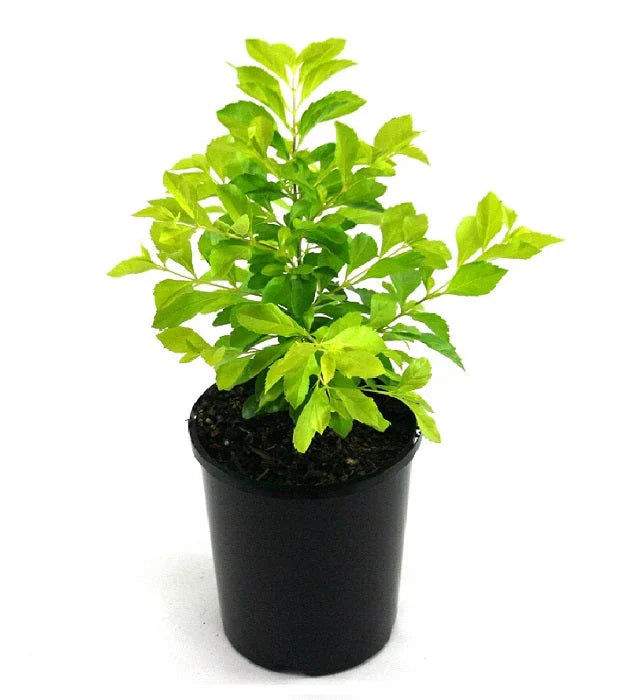 Duranta Golden Plant