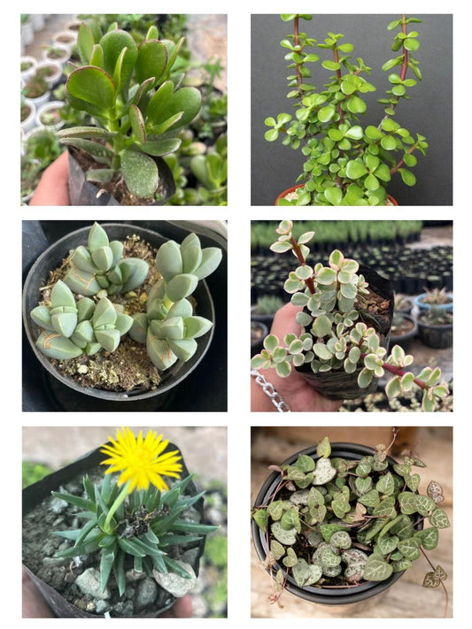 Pack of 6 - Exquisite Succulent Rare & Beautiful Varieties