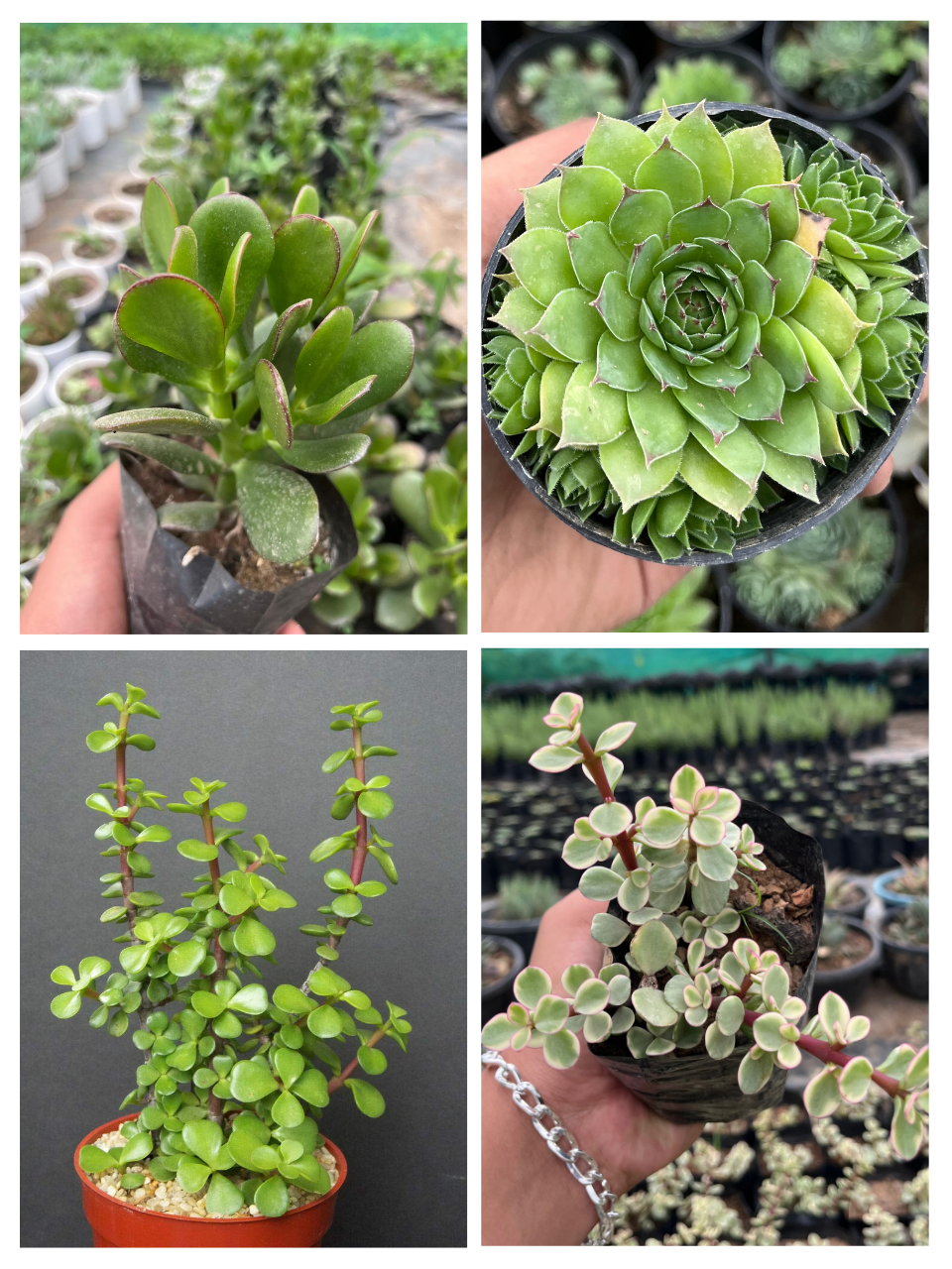 Pack of 4 - Premium Succulent Unique & Easy-Care Plants