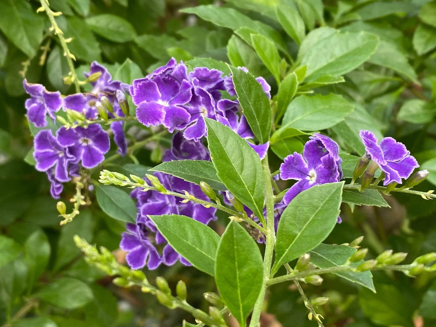 Duranta Golden Plant