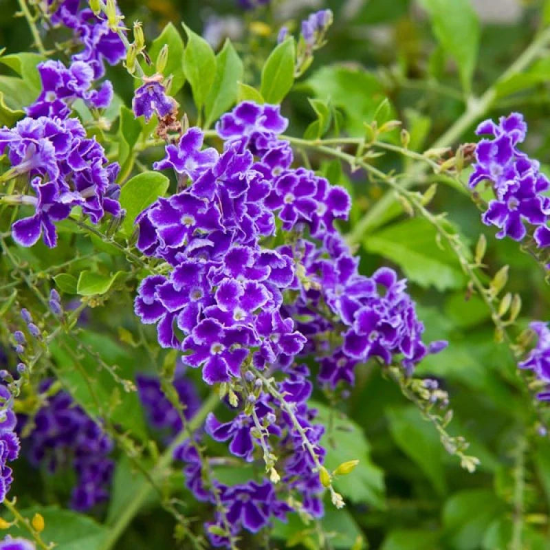 Duranta Golden Plant