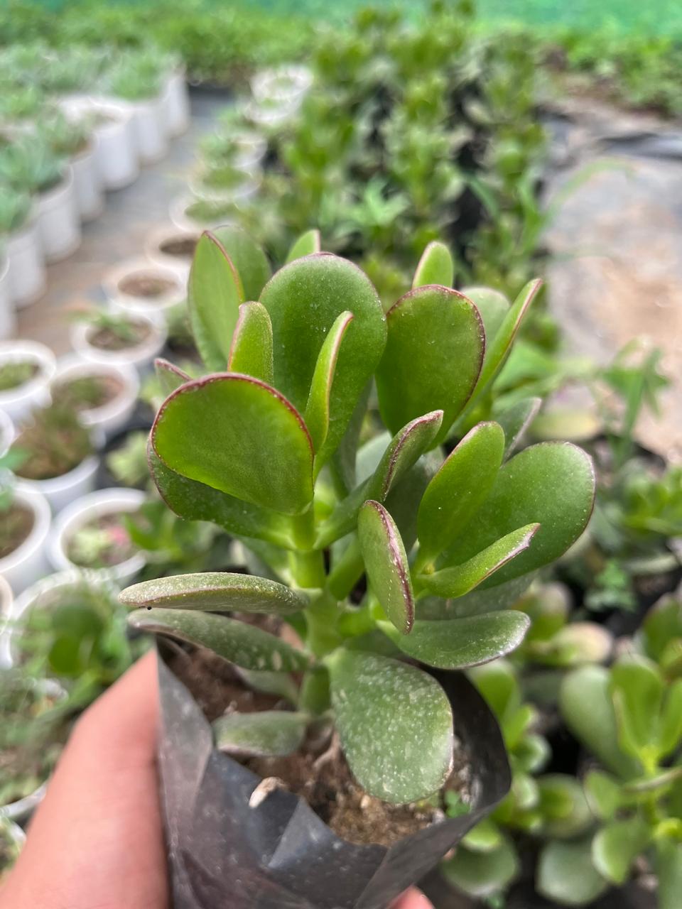 Pack of 4 - Premium Succulent Unique & Easy-Care Plants