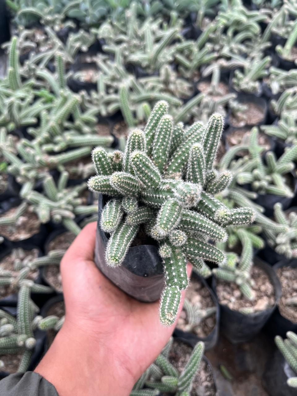Pack of 6 - Exotic Succulent Unique & Stunning Varieties